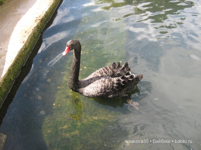 Деревня Бибури (Bibury Village) или как мы форелькой любовались