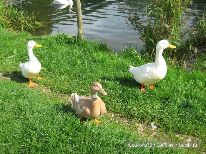 Деревня Бибури (Bibury Village) или как мы форелькой любовались