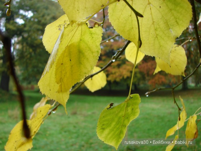 Прощай , Осень — Коллекционные куклы разных авторов (Разное): редкие бренды