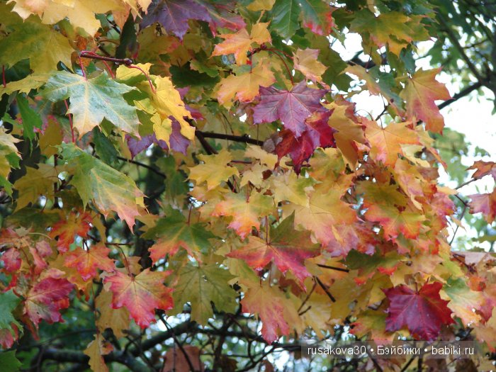 Прощай , Осень — Коллекционные куклы разных авторов (Разное): редкие бренды (фото 8)