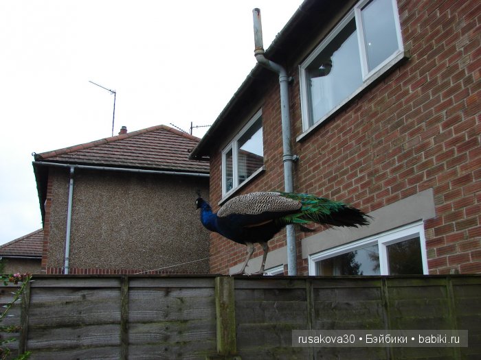 Как Съюзи и Синтия яблочки запекали, а Эльза им помогала