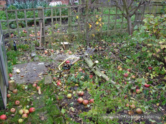 Как Съюзи и Синтия яблочки запекали, а Эльза им помогала