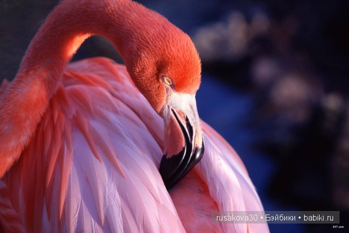 Розовый фламинго... или выбери меня, выбери меня, птица счастья завтрашнего дня