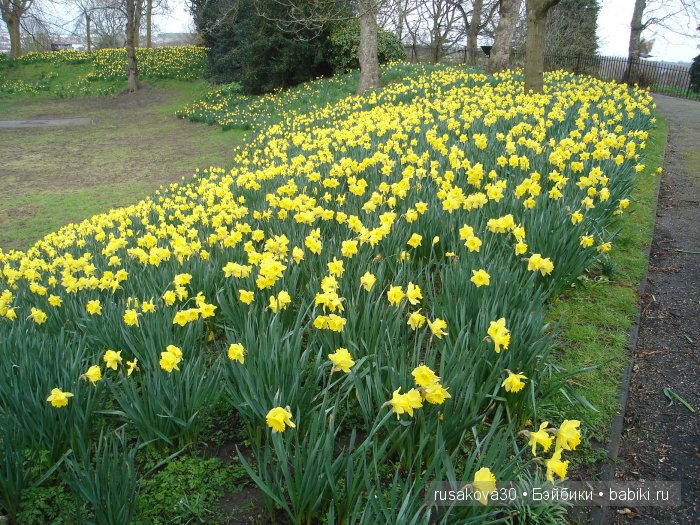 День Матери в Англии | Бэйбики День Матери в Англии — Туризм и путешествия: фотоотчеты из поездок