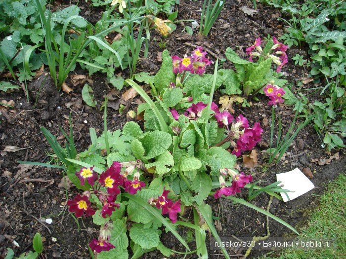 Максимка в английском саду