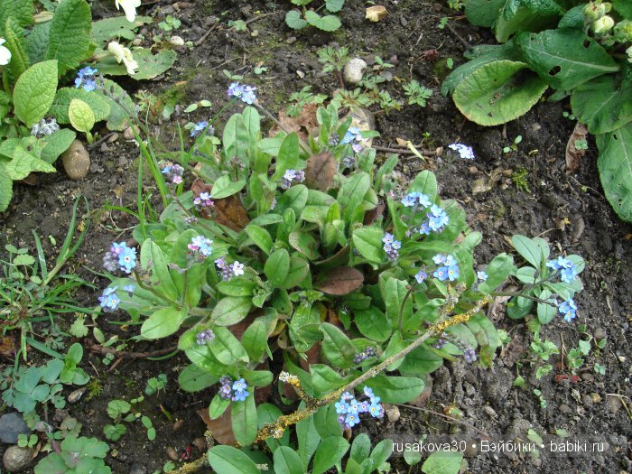 Максимка в английском саду