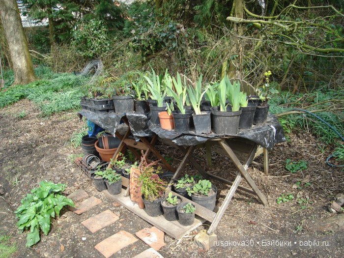 Максимка в английском саду