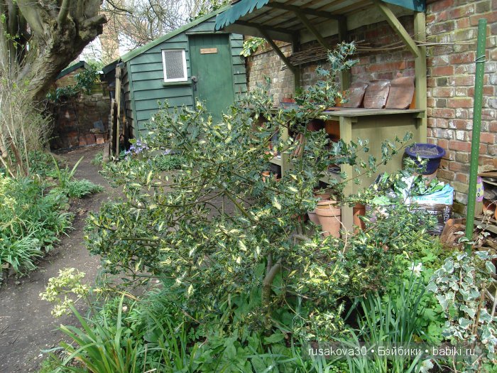 Максимка в английском саду