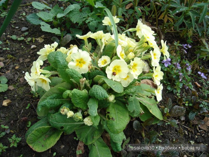 Максимка в английском саду