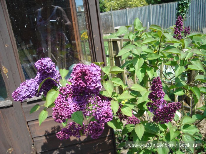 Лес голубых колокольчиков, поля наполненные солнцем и запахом меда (фото 8)