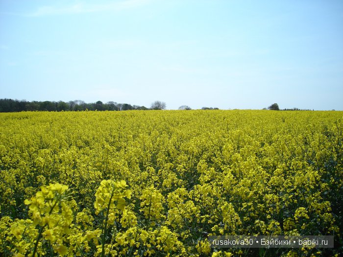 Лес голубых колокольчиков, поля наполненные солнцем и запахом меда