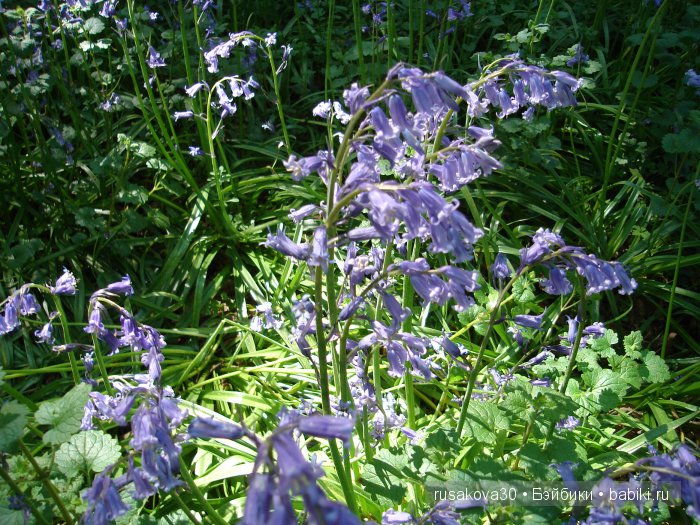 Лес голубых колокольчиков, поля наполненные солнцем и запахом меда