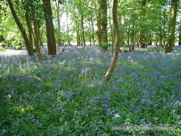 Лес голубых колокольчиков, поля наполненные солнцем и запахом меда