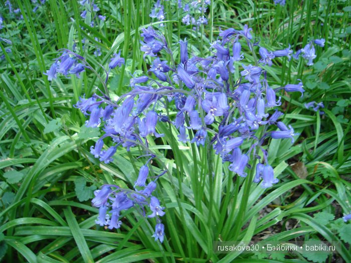 Лес голубых колокольчиков, поля наполненные солнцем и запахом меда