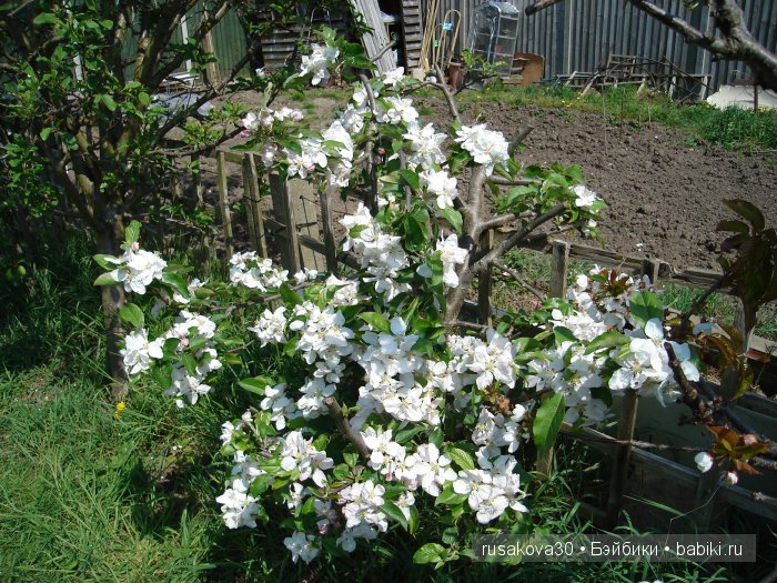 Лес голубых колокольчиков, поля наполненные солнцем и запахом меда (фото 5)