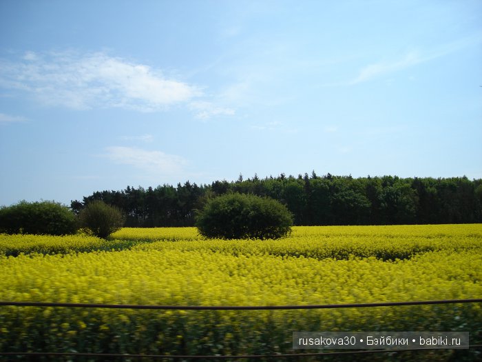 Лес голубых колокольчиков, поля наполненные солнцем и запахом меда