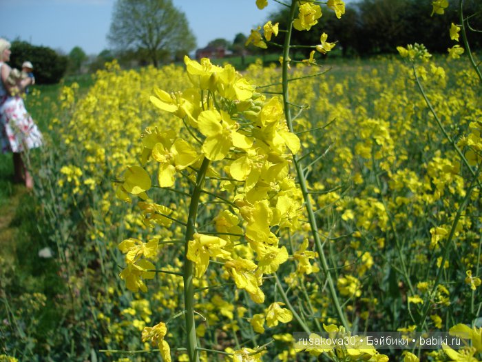 Лес голубых колокольчиков, поля наполненные солнцем и запахом меда