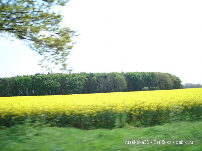 Лес голубых колокольчиков, поля наполненные солнцем и запахом меда