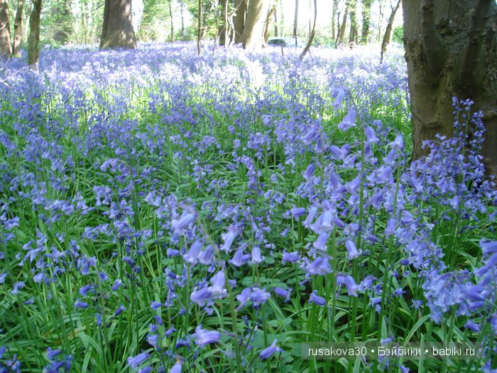 Лес голубых колокольчиков, поля наполненные солнцем и запахом меда