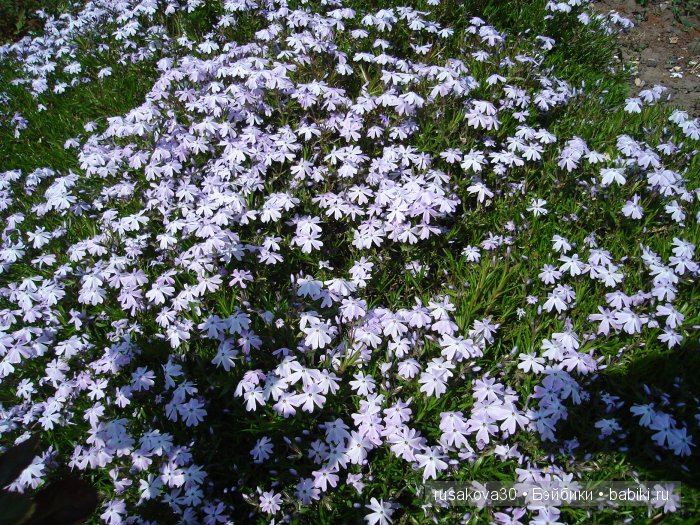 Лес голубых колокольчиков, поля наполненные солнцем и запахом меда (фото 10)