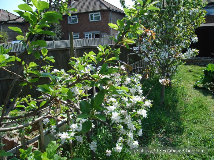 Лес голубых колокольчиков, поля наполненные солнцем и запахом меда (фото 2)