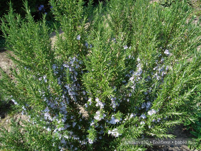 Лес голубых колокольчиков, поля наполненные солнцем и запахом меда (фото 6)