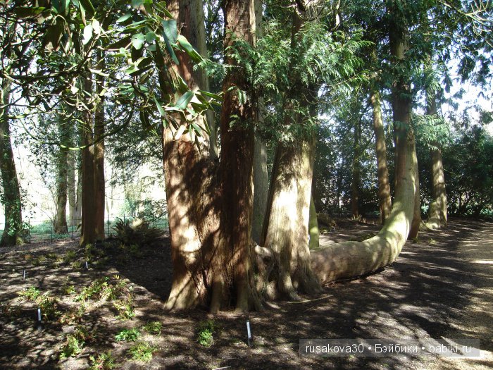 Сады и огороды Felbrigg Hall (фото 4)