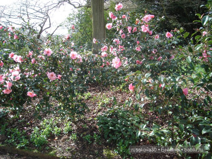 Сады и огороды Felbrigg Hall