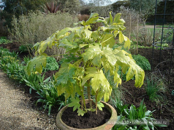 Сады и огороды Felbrigg Hall