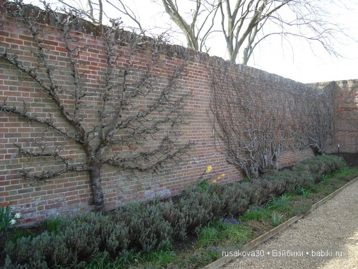 Сады и огороды Felbrigg Hall