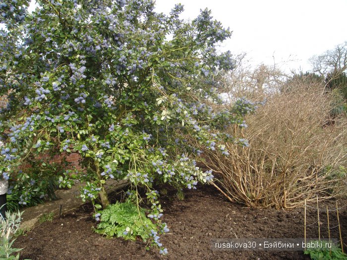 Сады и огороды Felbrigg Hall