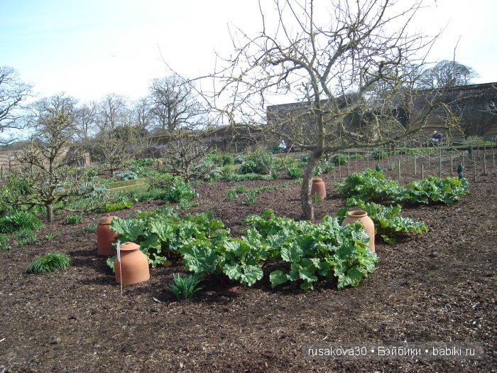 Сады и огороды Felbrigg Hall