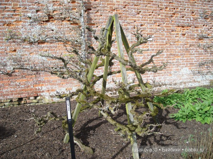 Сады и огороды Felbrigg Hall