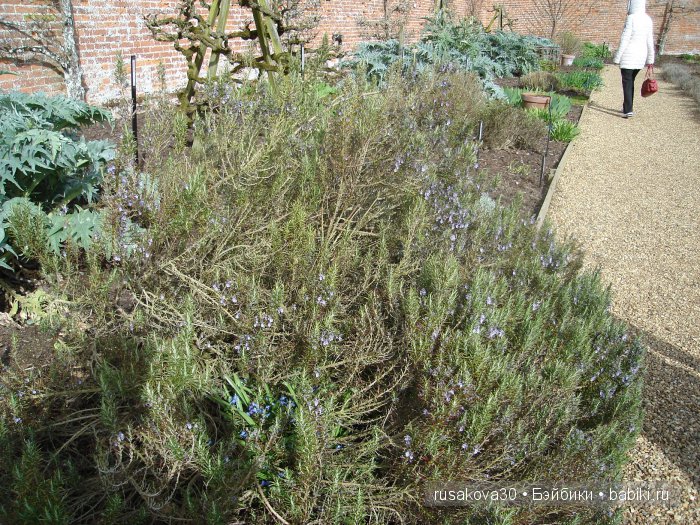 Сады и огороды Felbrigg Hall