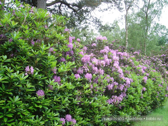 Мечтать не вредно, а даже полезно (фото 7)