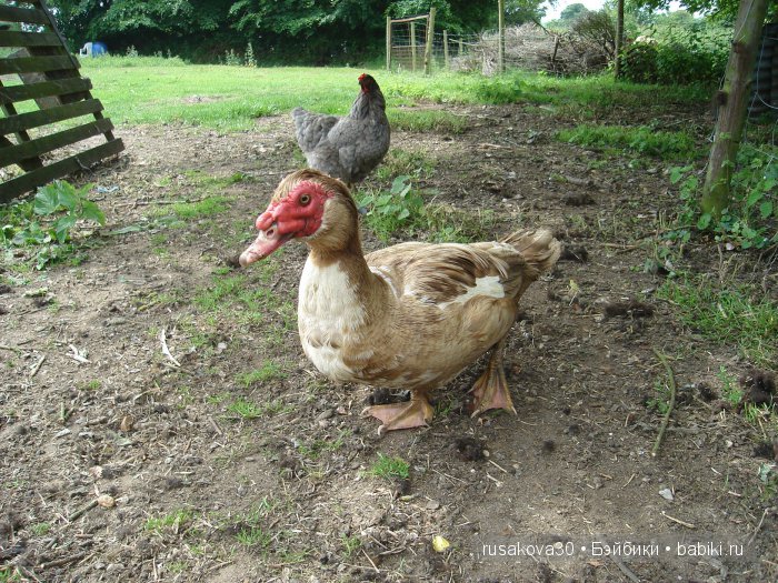 Гномики Аманда и Дитте путешествуют