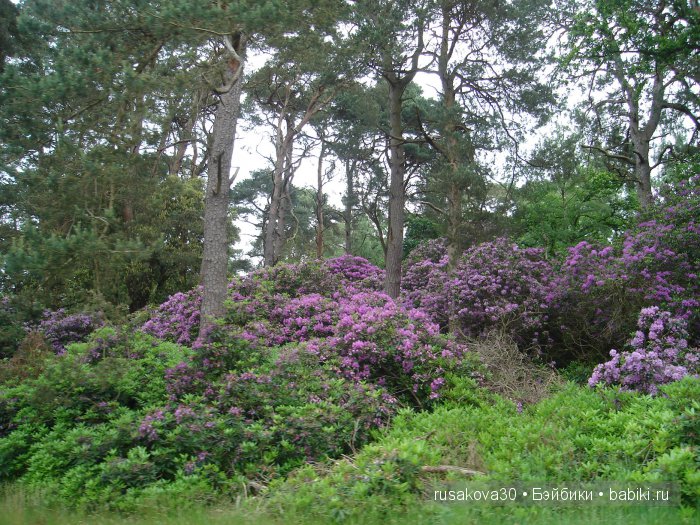 Мечтать не вредно, а даже полезно