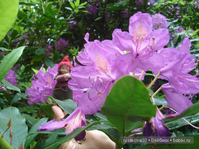 Мечтать не вредно, а даже полезно