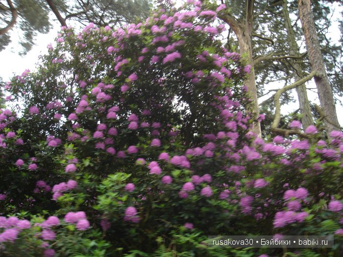 Мечтать не вредно, а даже полезно