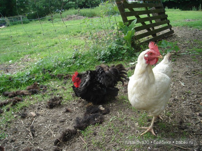 Гномики Аманда и Дитте путешествуют