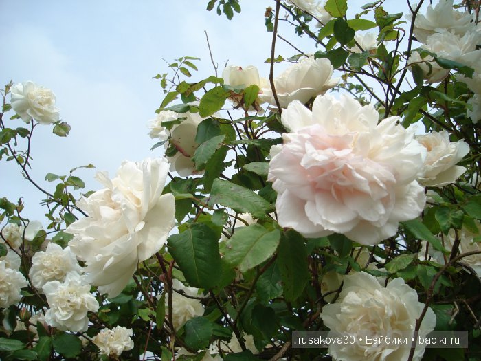 Гномики Аманда и Дитте путешествуют