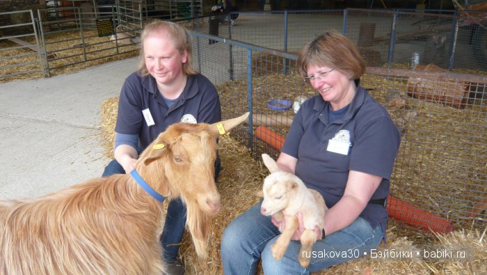 Холли Хобби на маленькой ферме (фото 3)