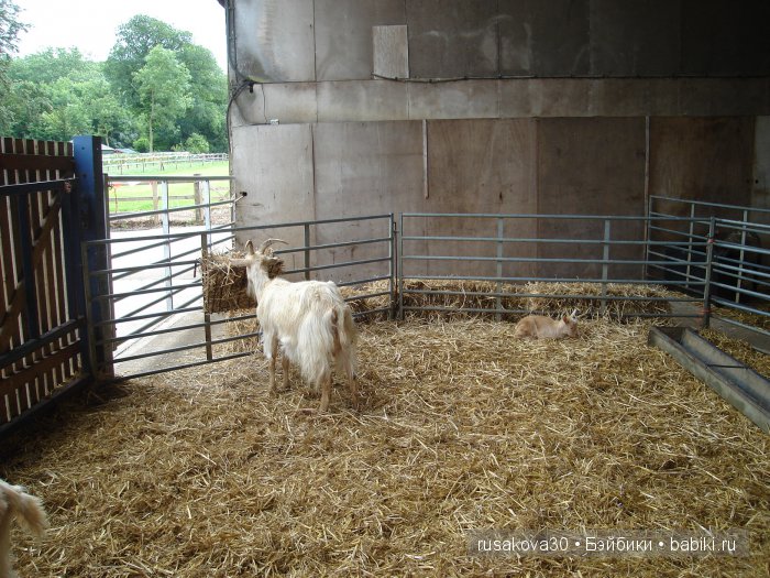 Холли Хобби на маленькой ферме
