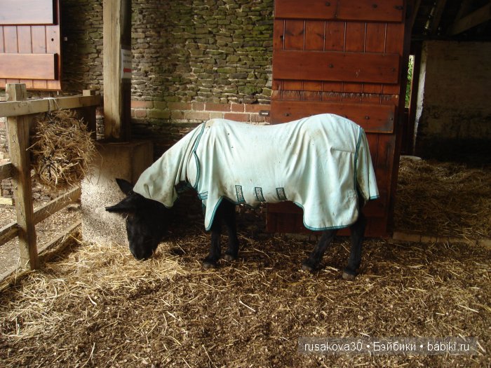 Холли Хобби на маленькой ферме