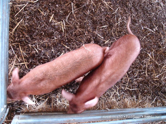 Холли Хобби на маленькой ферме