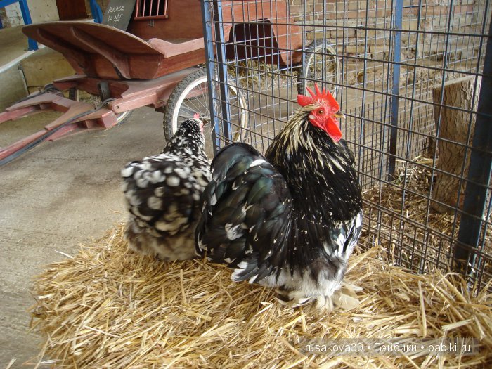 Холли Хобби на маленькой ферме