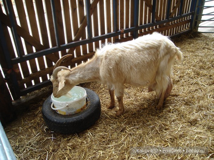 Холли Хобби на маленькой ферме