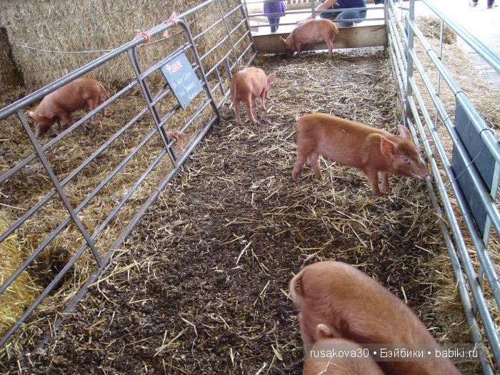 Холли Хобби на маленькой ферме