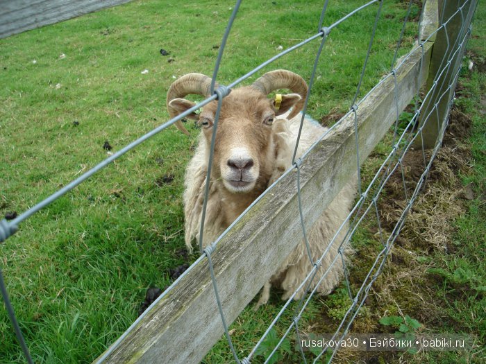Холли Хобби на маленькой ферме