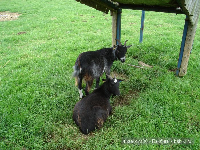 Холли Хобби на маленькой ферме